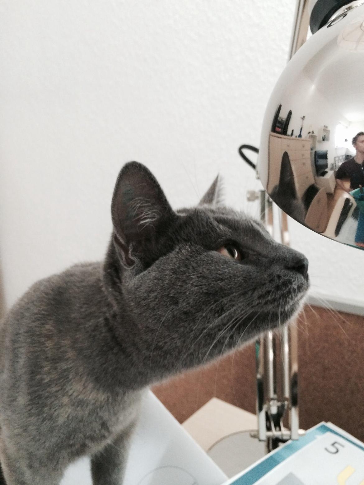 Huskat Mynte billede 2