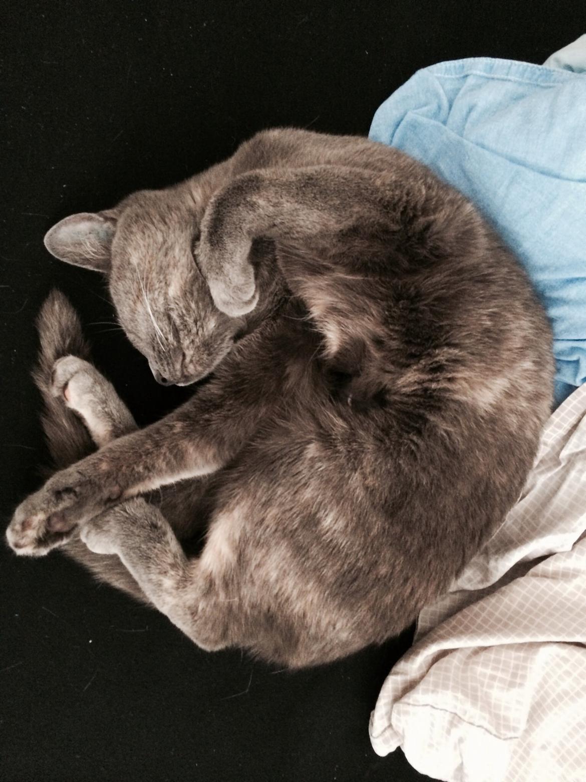 Huskat Mynte billede 3