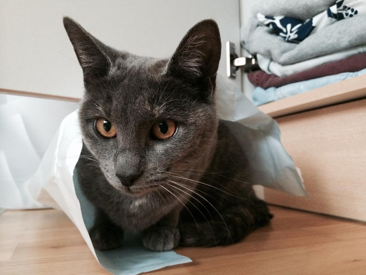 Huskat Mynte billede 4