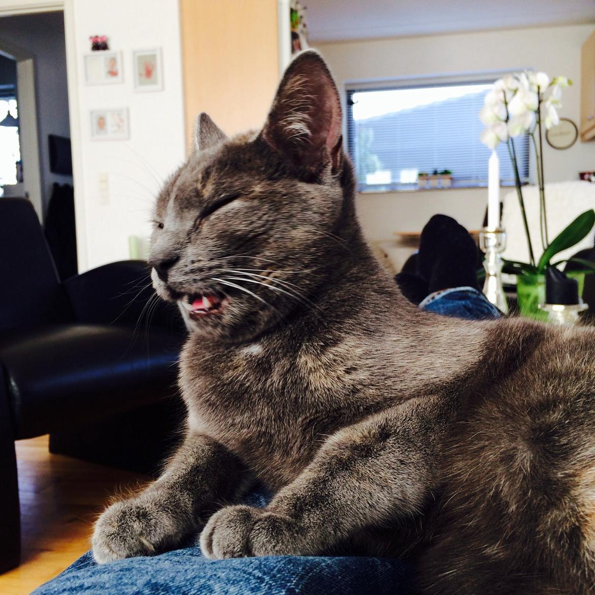 Huskat Mynte billede 5