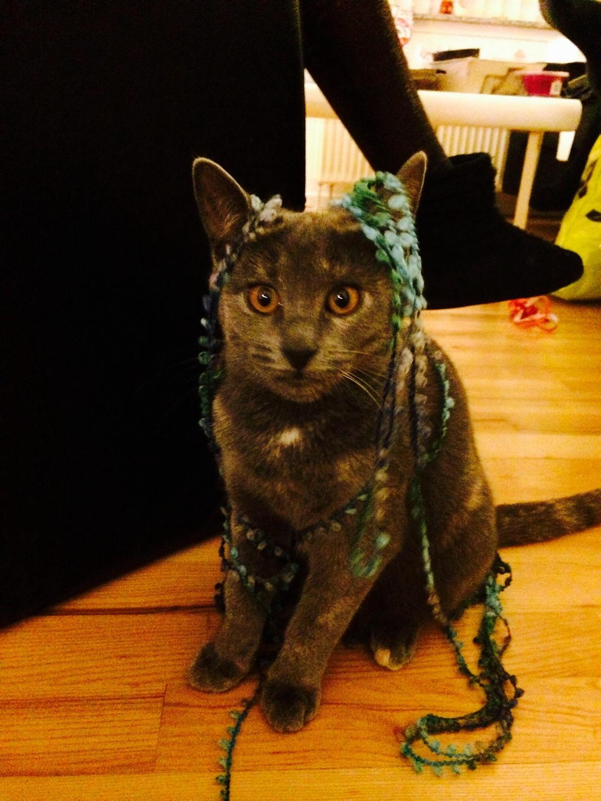 Huskat Mynte billede 6