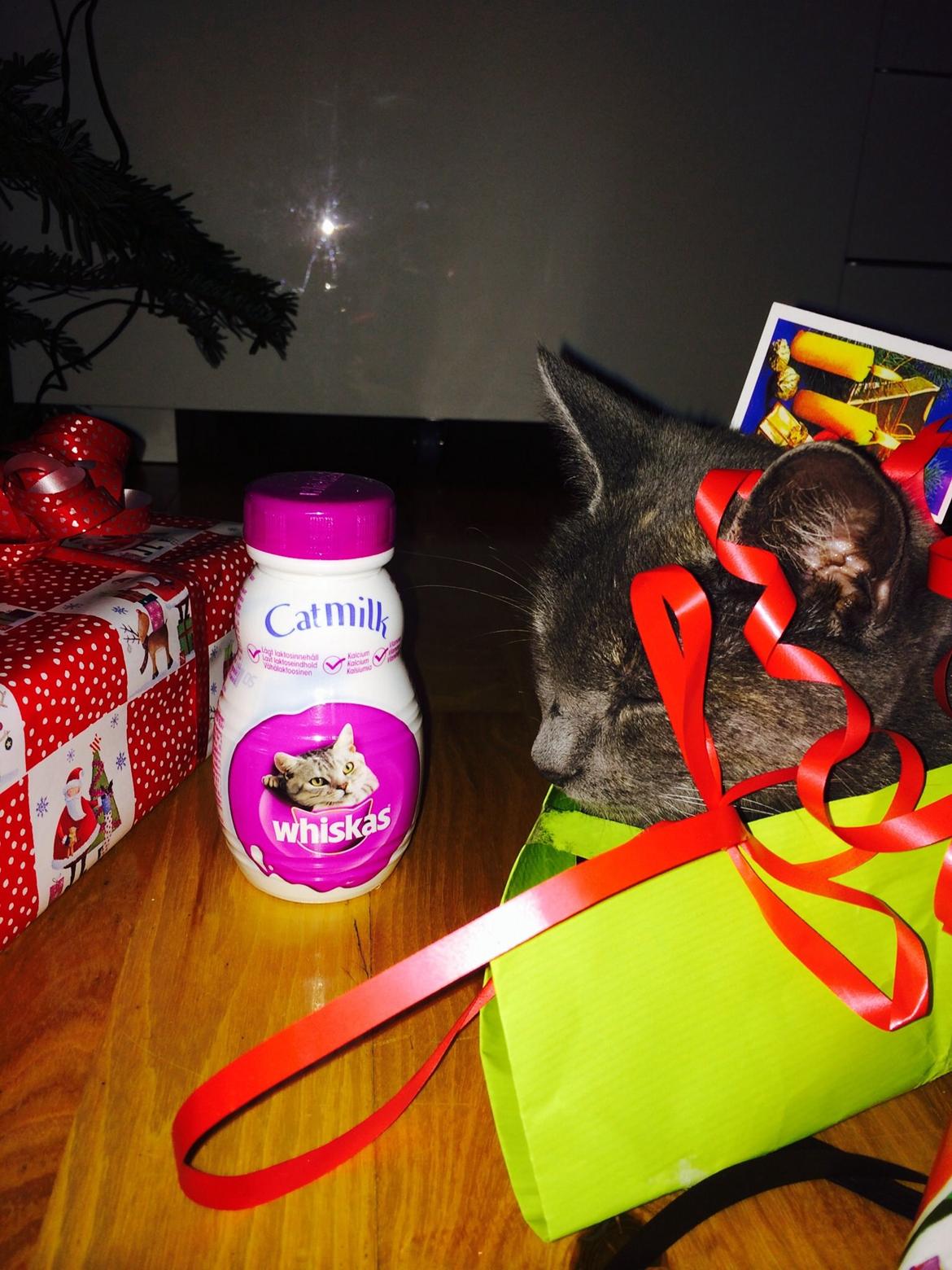 Huskat Mynte billede 7