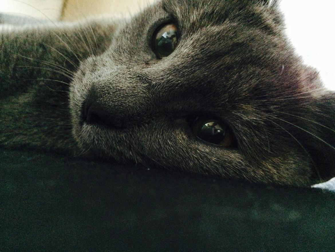 Huskat Mynte billede 8