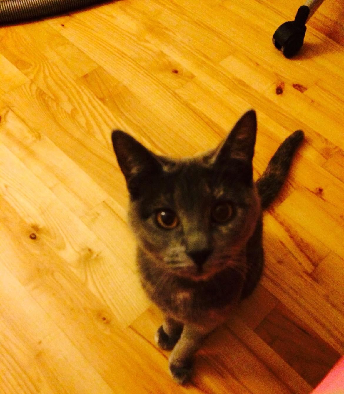 Huskat Mynte billede 9