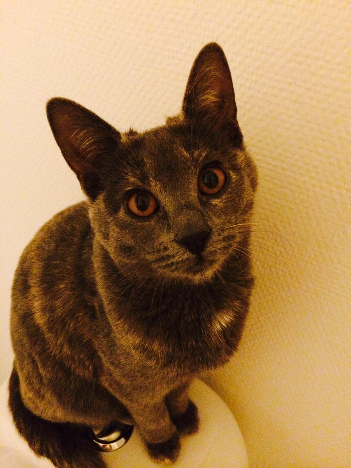 Huskat Mynte billede 10