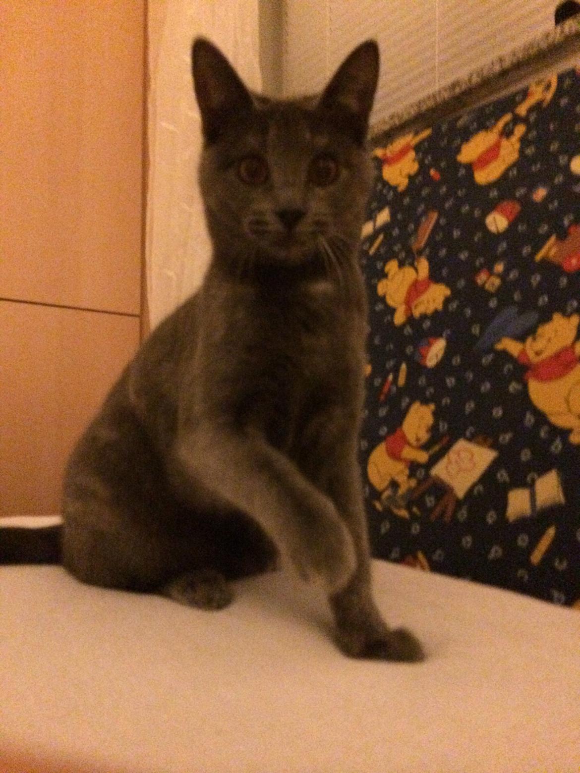 Huskat Mynte billede 11