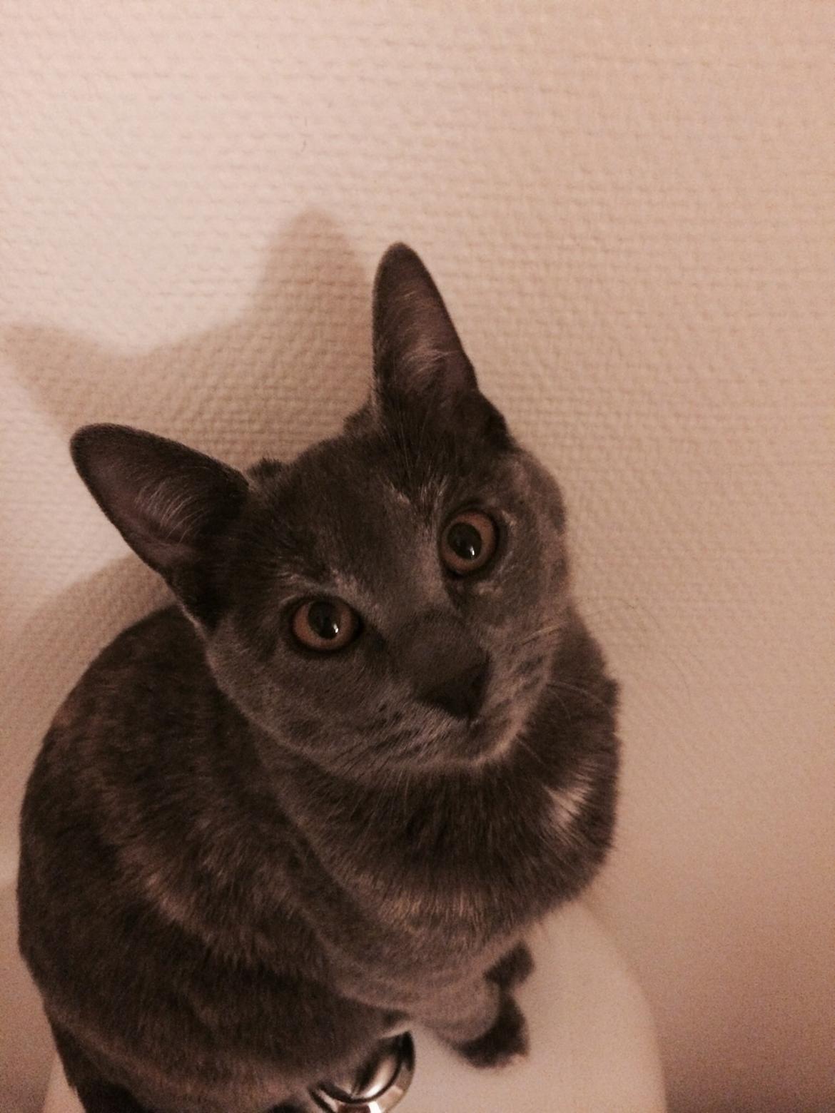 Huskat Mynte billede 12