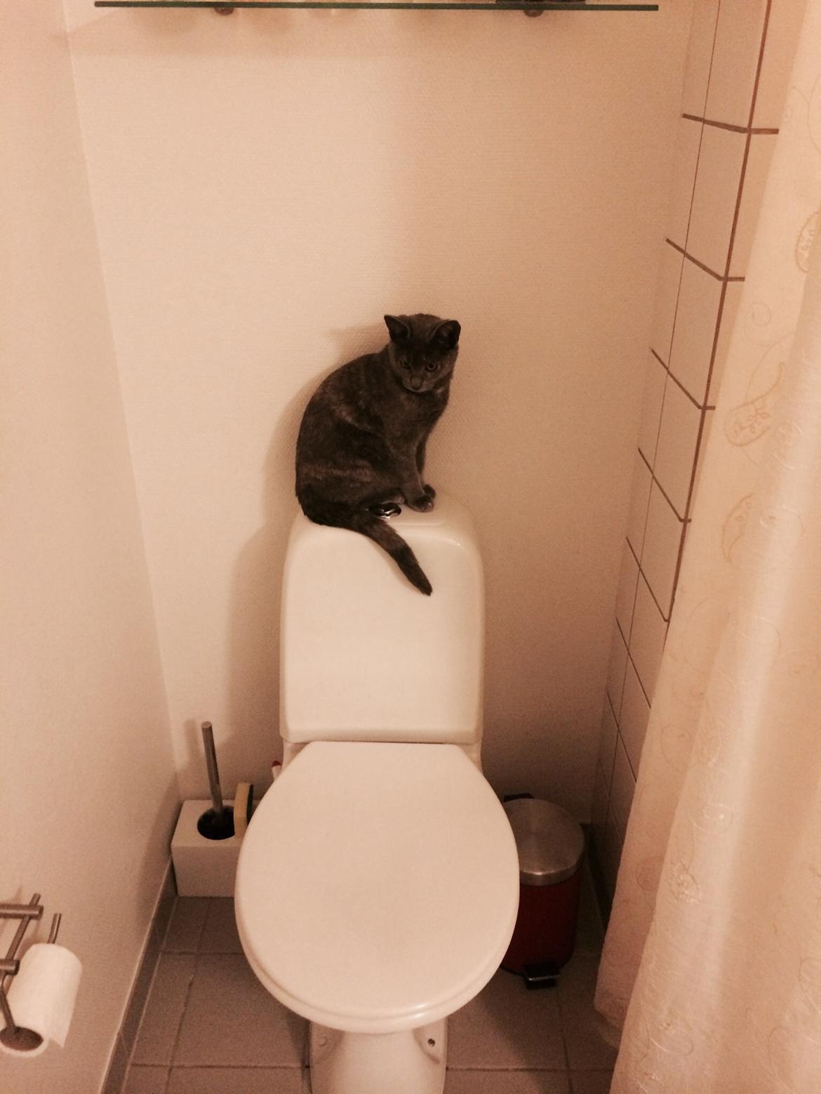 Huskat Mynte billede 13