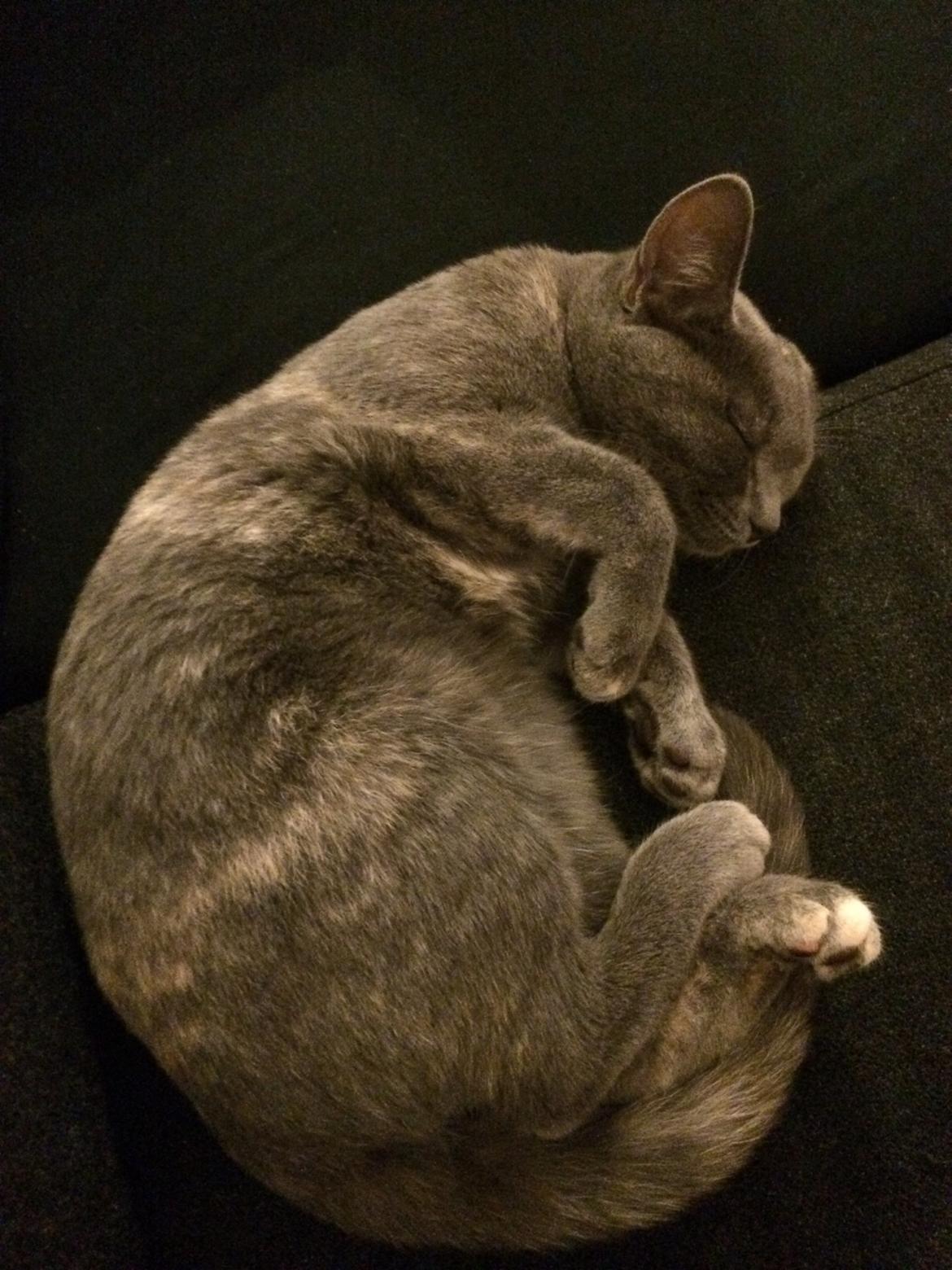 Huskat Mynte billede 14