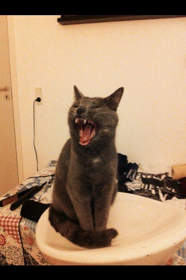 Huskat Mynte billede 15