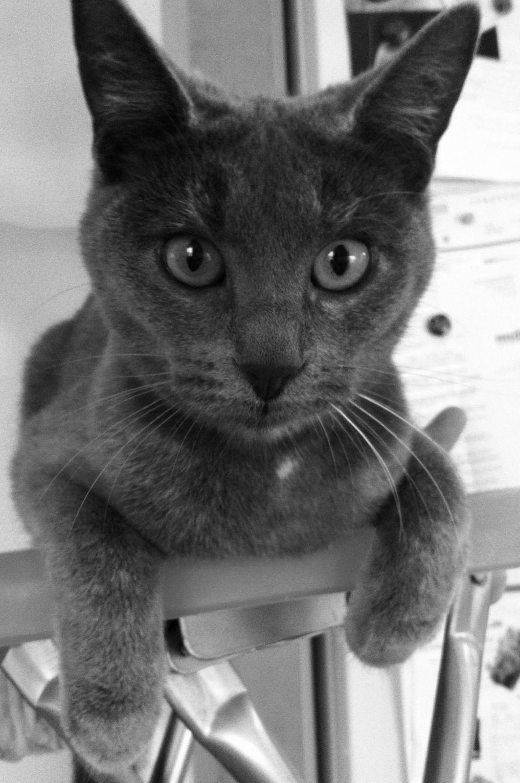 Huskat Mynte billede 16