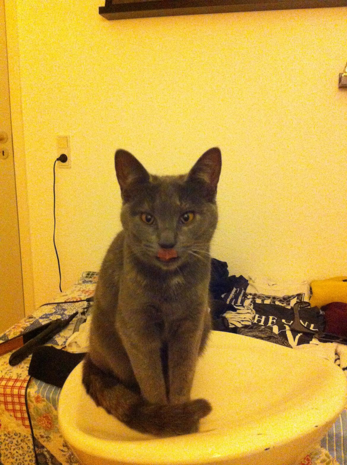 Huskat Mynte billede 18