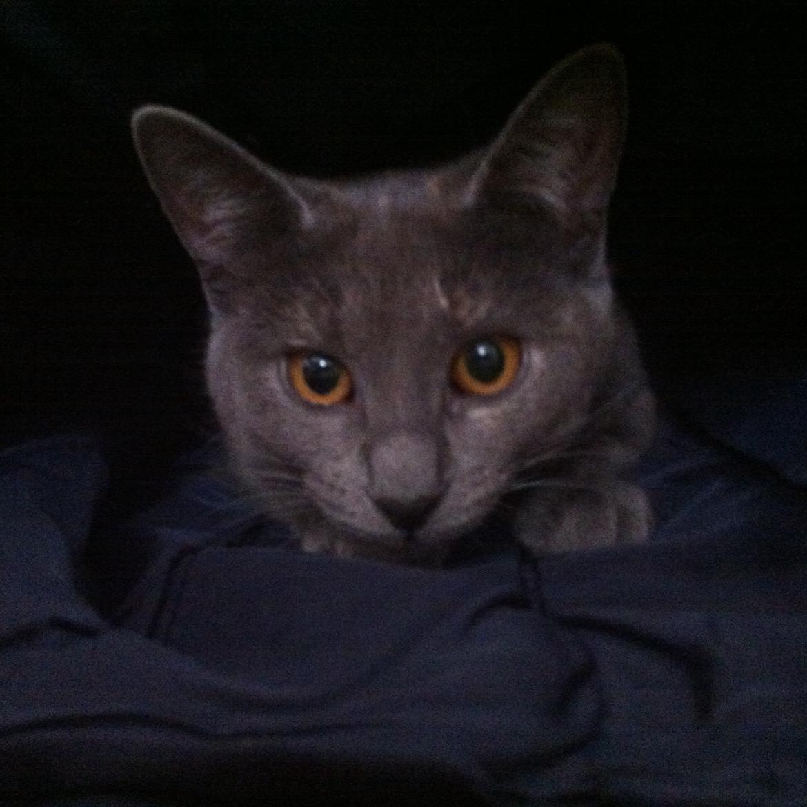 Huskat Mynte billede 17