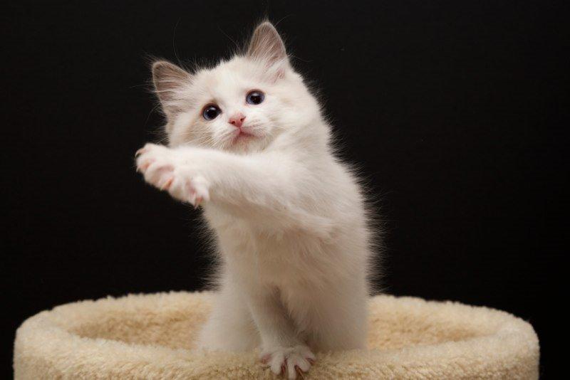 Ragdoll Dk Jaquet Piper Heidsieck billede 8