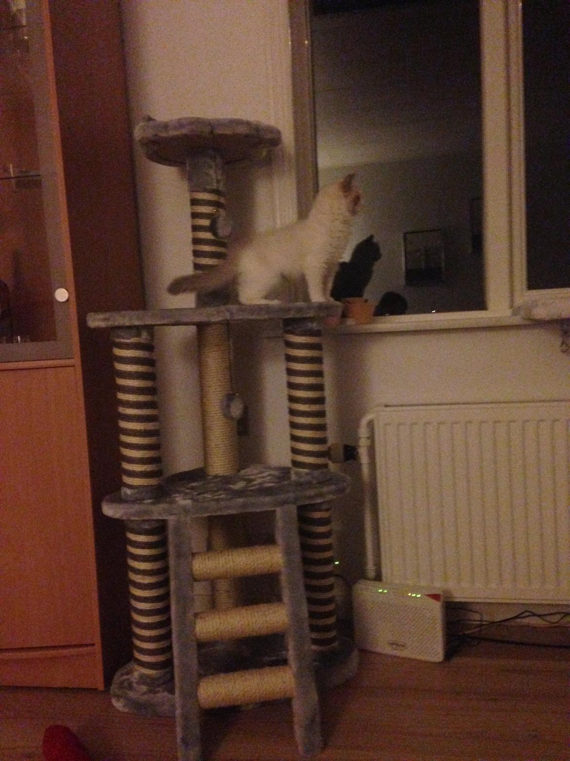 Ragdoll Dk Jaquet Piper Heidsieck billede 9