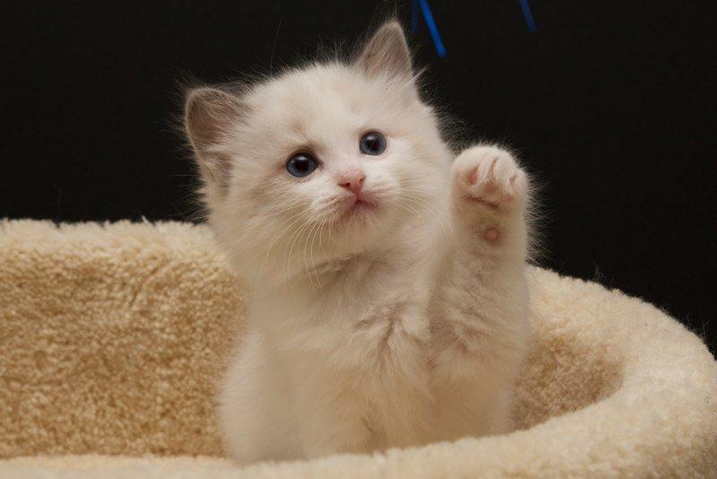 Ragdoll Dk Jaquet Piper Heidsieck billede 7