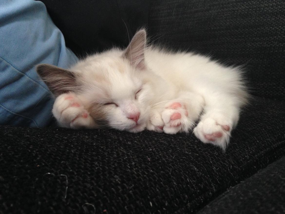 Ragdoll Dk Jaquet Piper Heidsieck billede 12