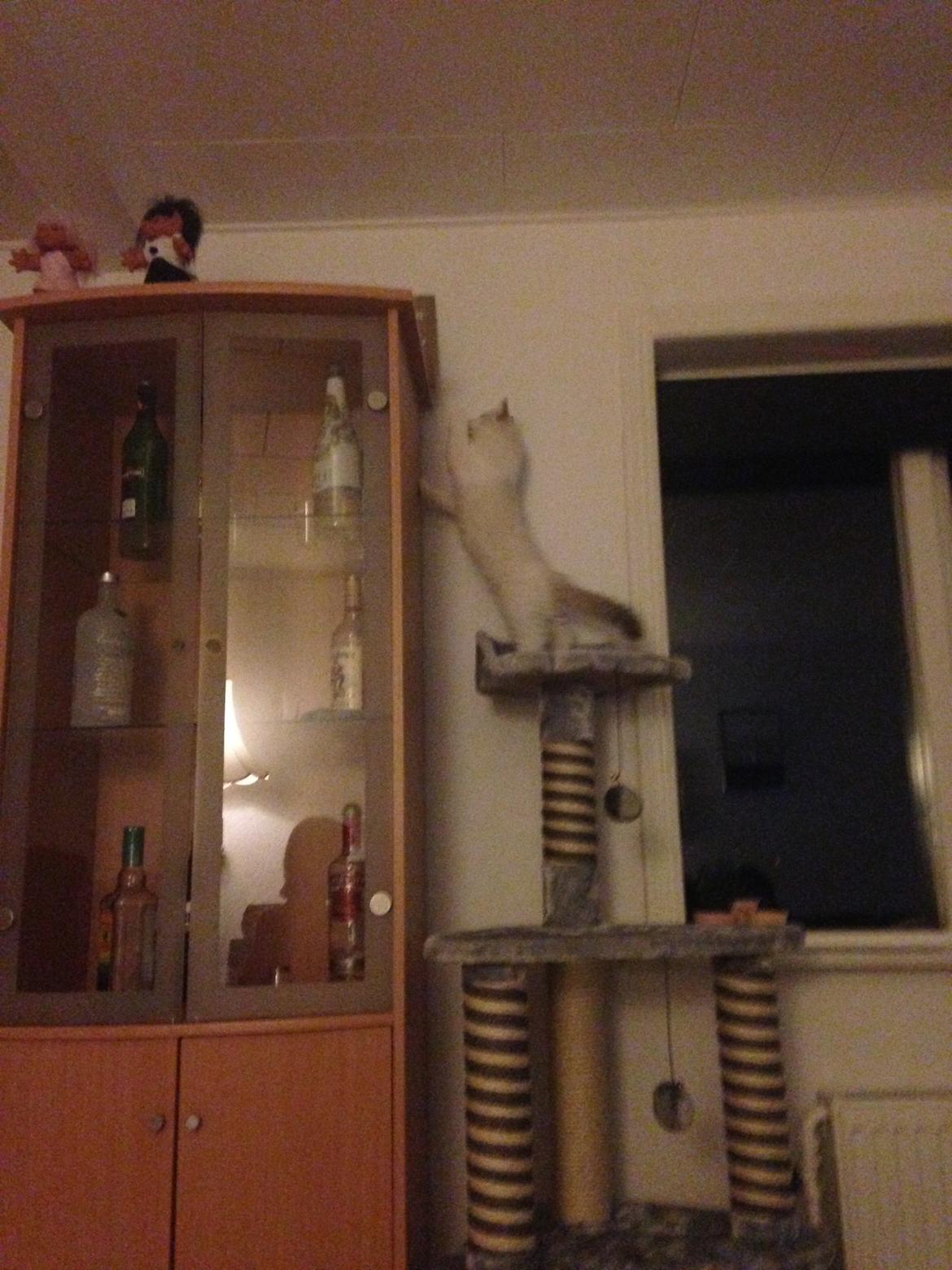 Ragdoll Dk Jaquet Piper Heidsieck - kan jeg komme her op`? billede 10