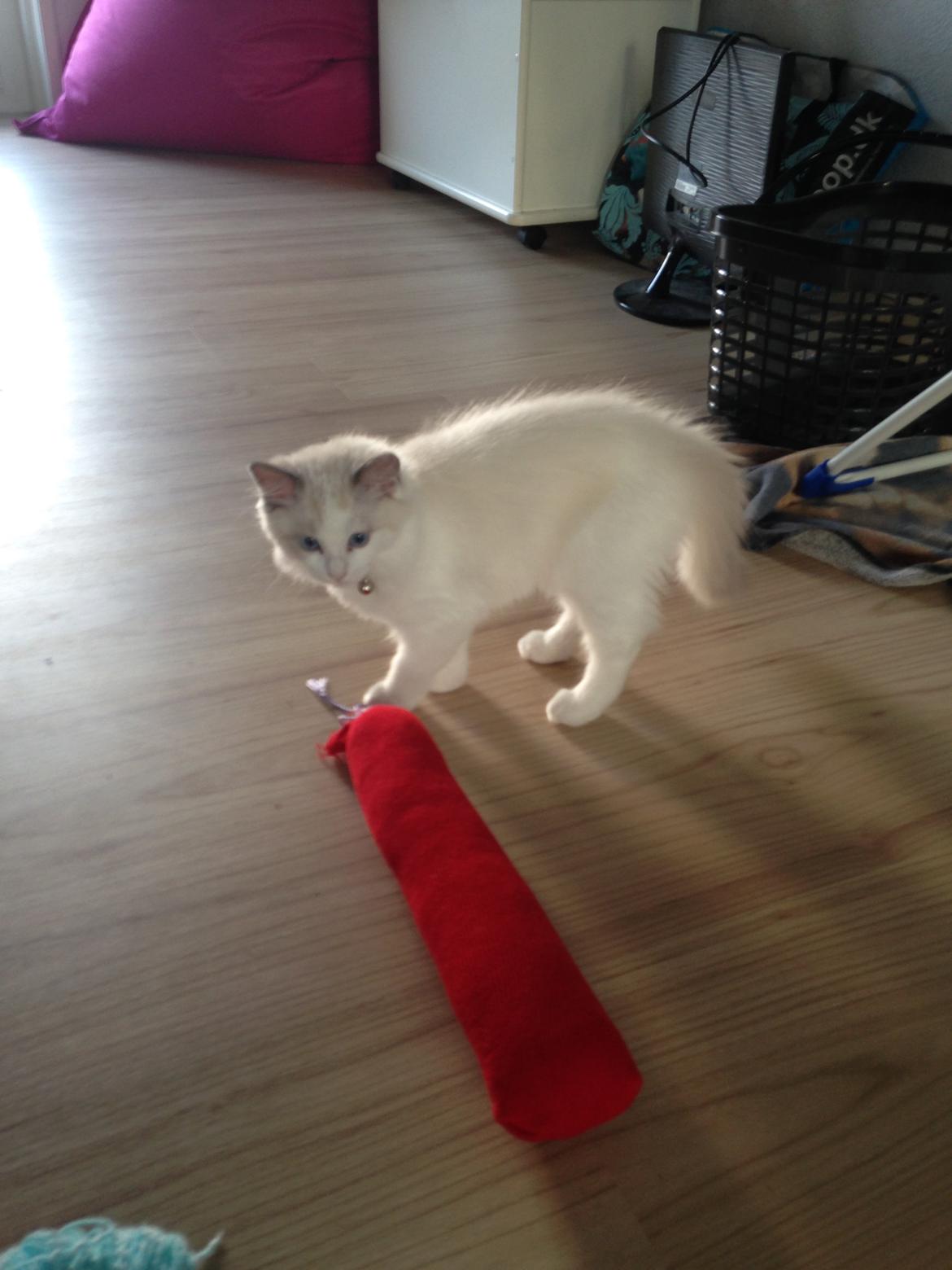 Ragdoll Dk Jaquet Piper Heidsieck billede 6