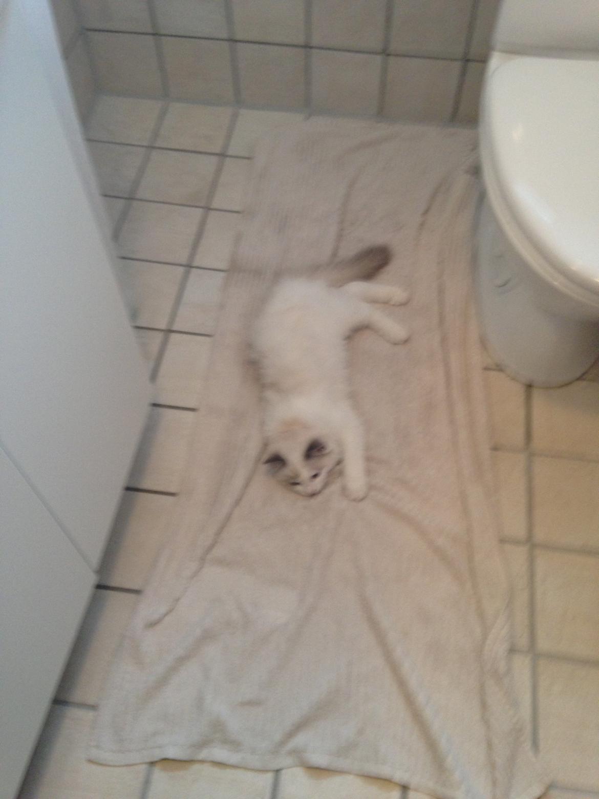 Ragdoll Dk Jaquet Piper Heidsieck - Orgh jeg elsker et håndklæde på badaværelses gulvet billede 16