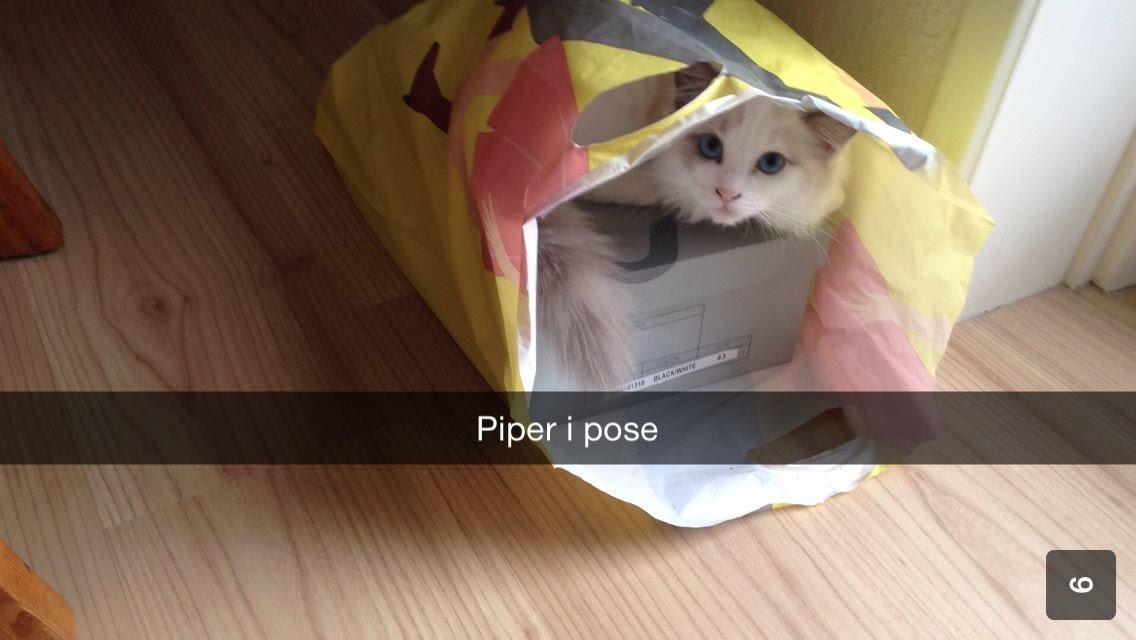 Ragdoll Dk Jaquet Piper Heidsieck billede 15