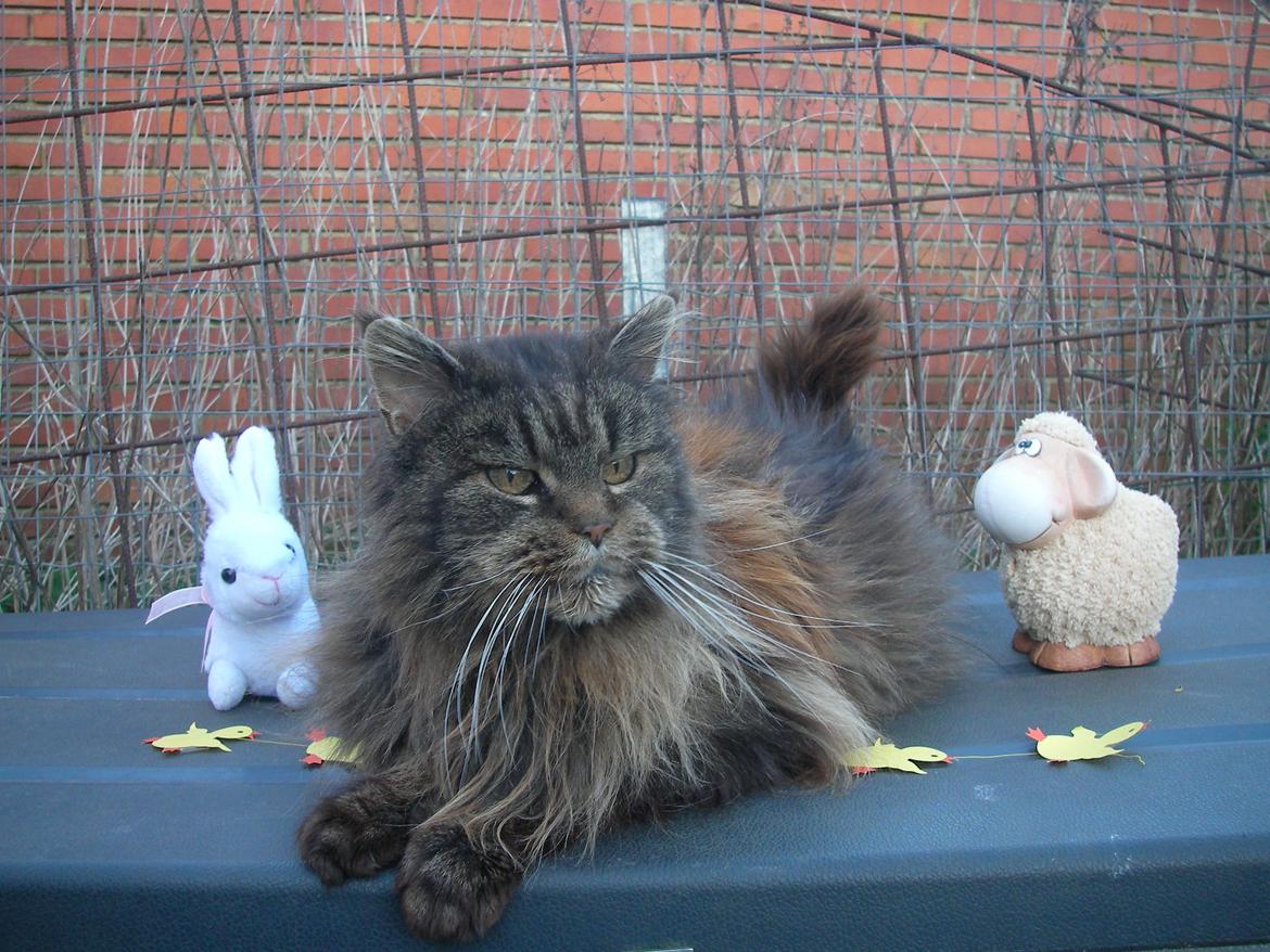 Maine Coon Odessa billede 21