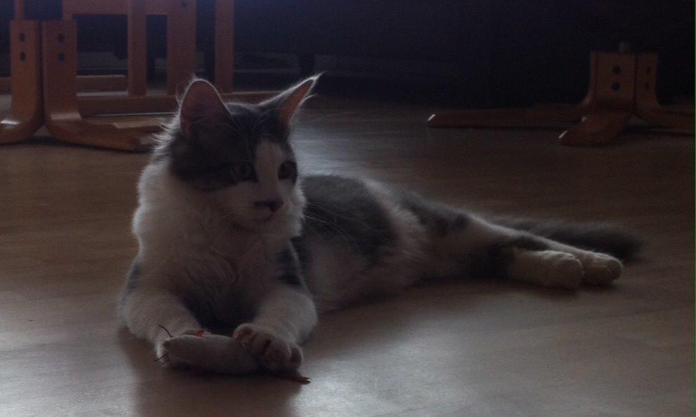 Blanding af racer Sofus billede 40