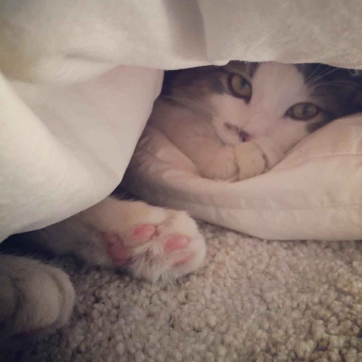 Blanding af racer Sofus billede 13