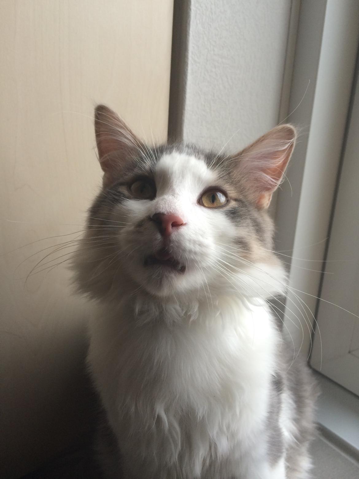 Blanding af racer Sofus billede 41