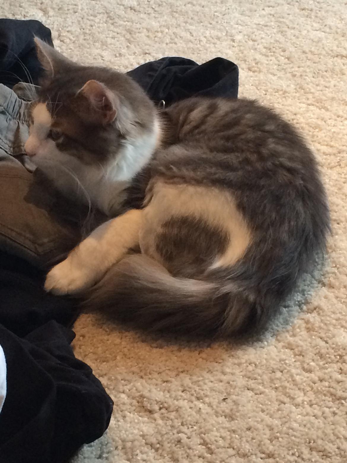 Blanding af racer Sofus billede 10