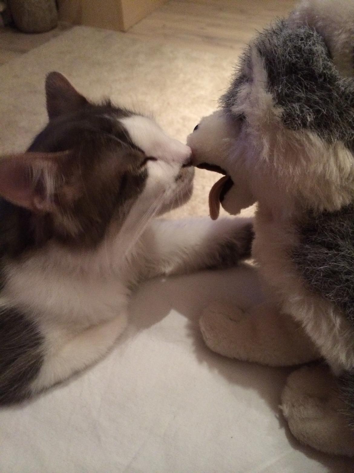 Blanding af racer Sofus billede 12