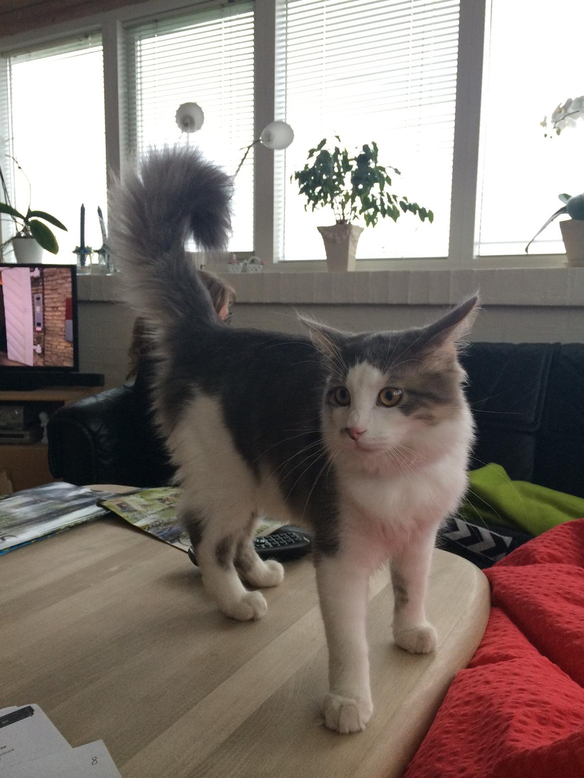 Blanding af racer Sofus billede 24