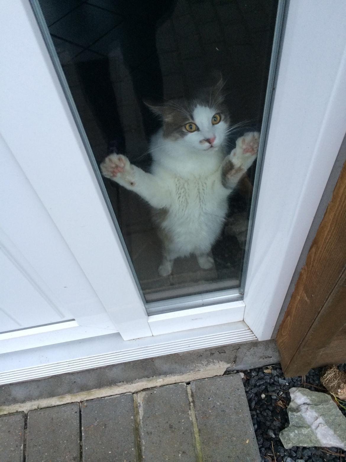 Blanding af racer Sofus billede 42