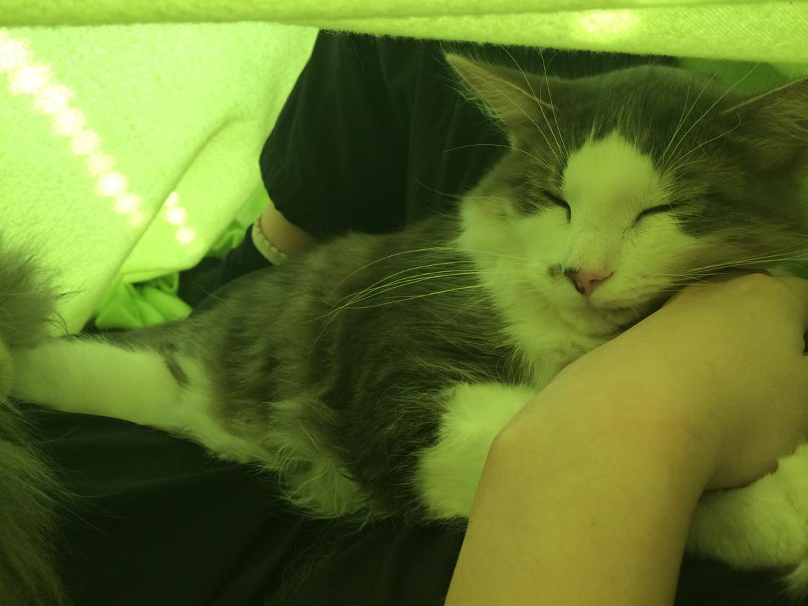 Blanding af racer Sofus billede 43