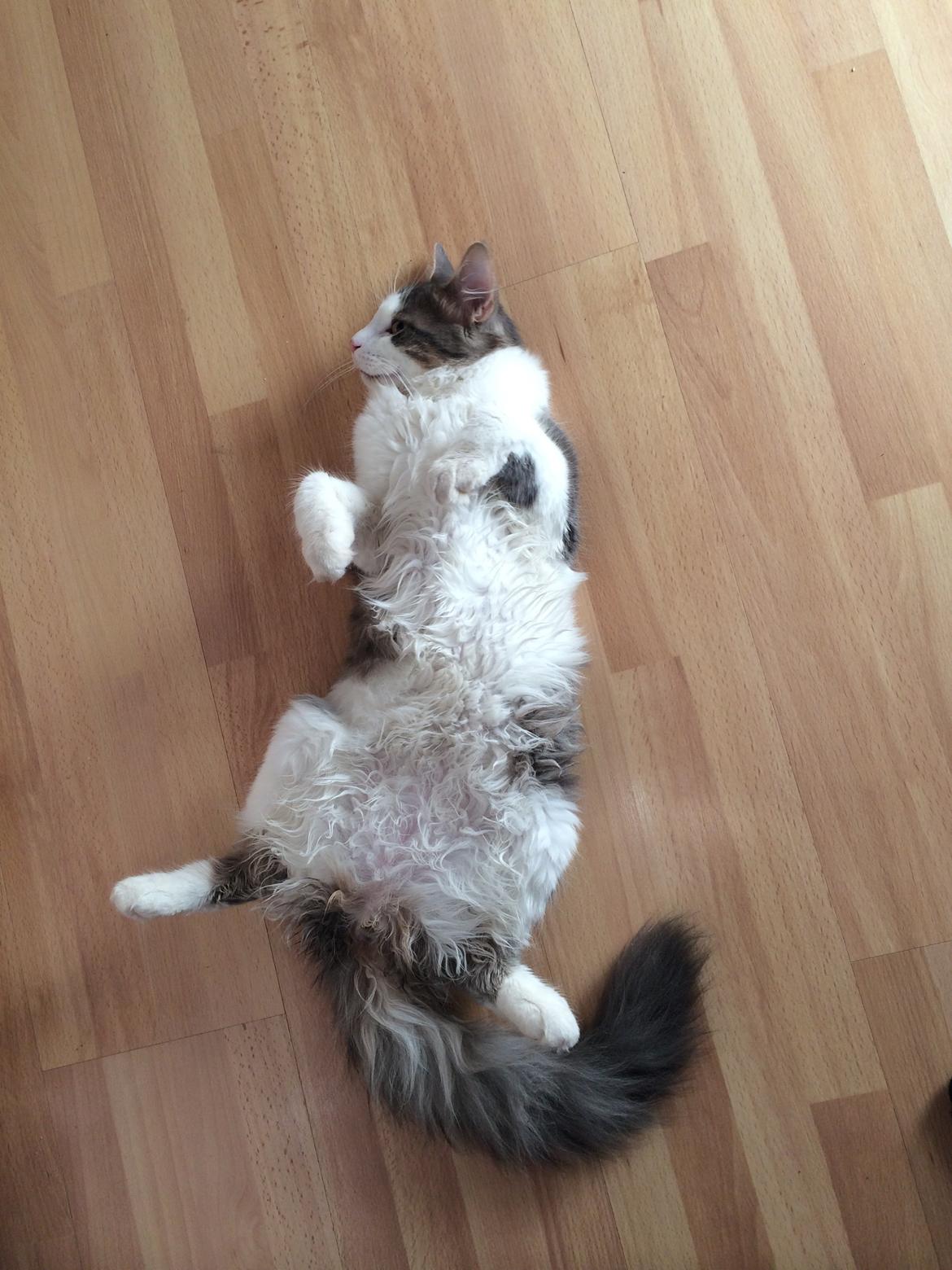 Blanding af racer Sofus billede 39