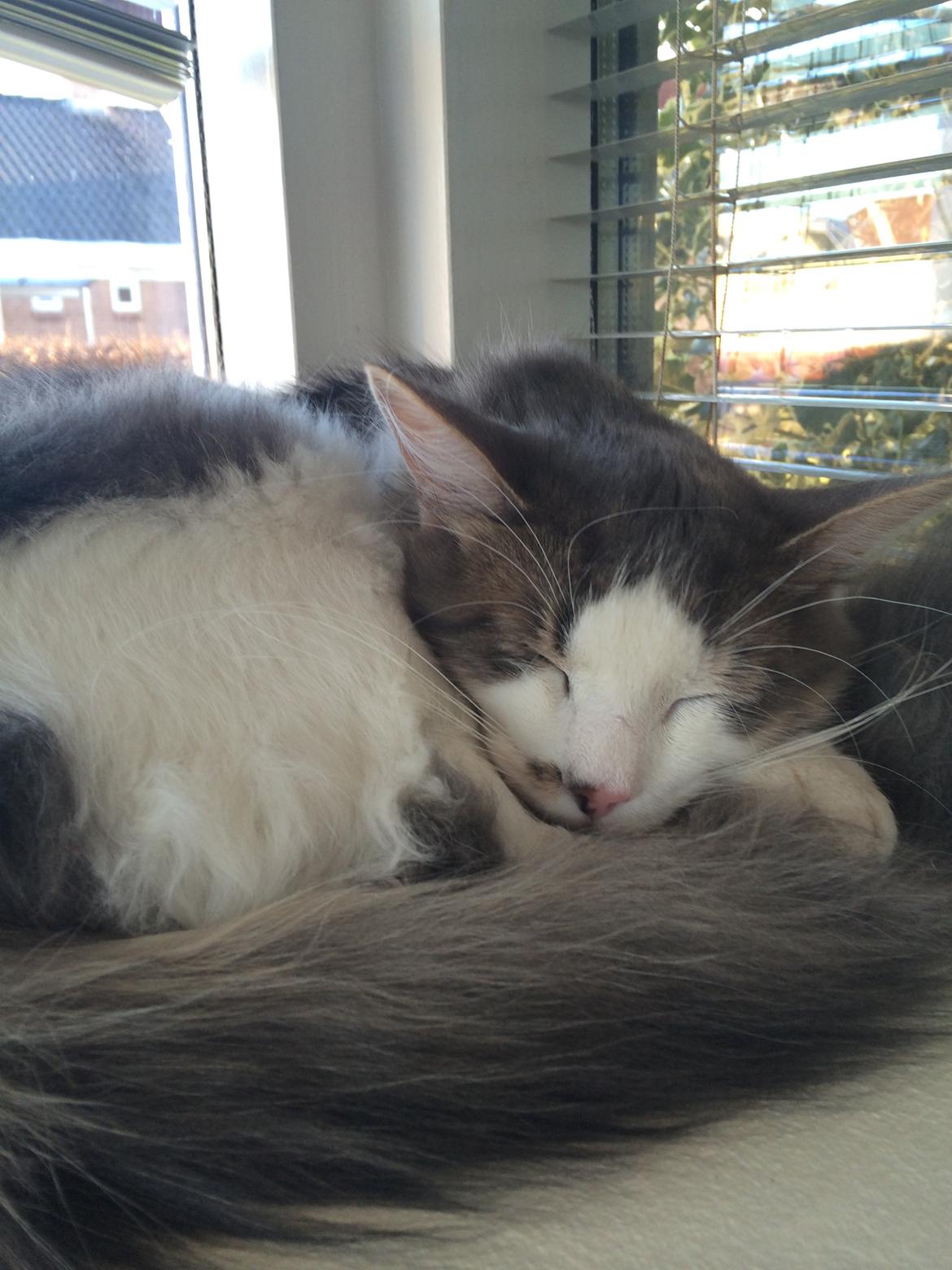 Blanding af racer Sofus billede 6