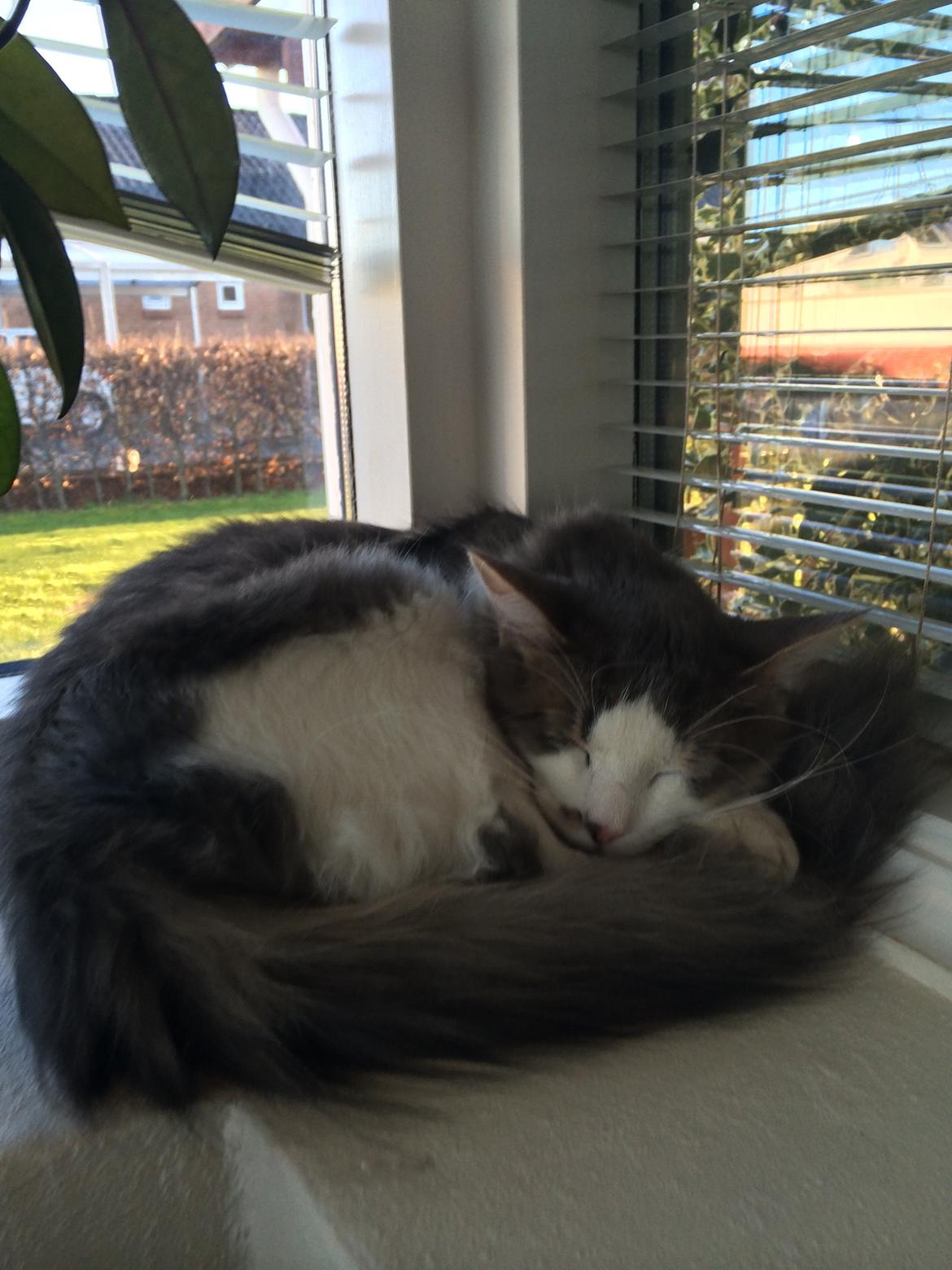 Blanding af racer Sofus billede 5