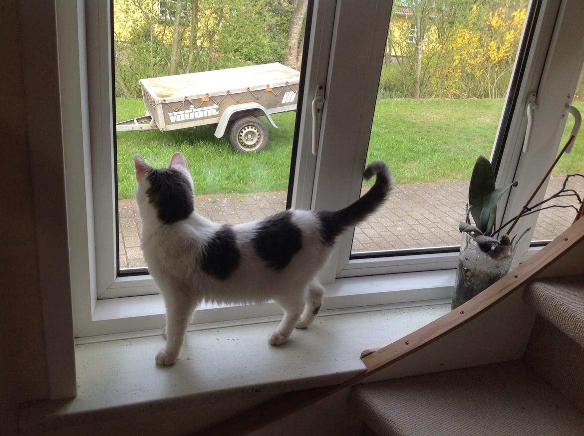 Huskat Mis  billede 3