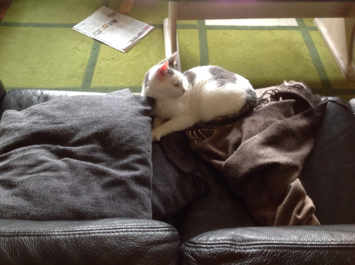 Huskat Mis  billede 5