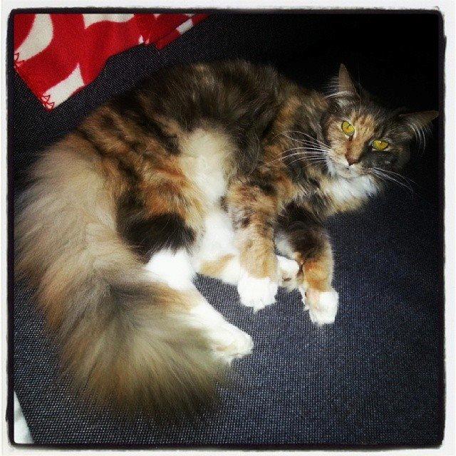 Maine Coon Elly billede 1