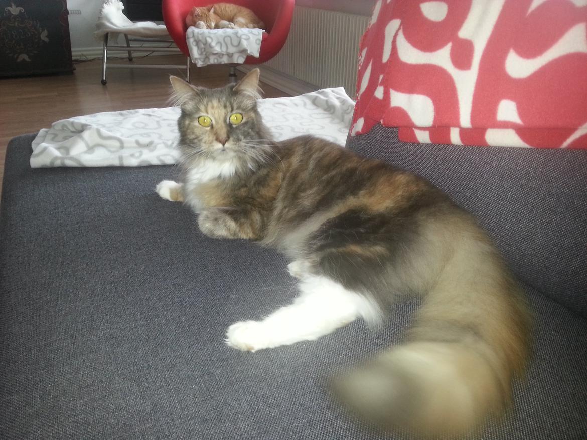 Maine Coon Elly billede 2