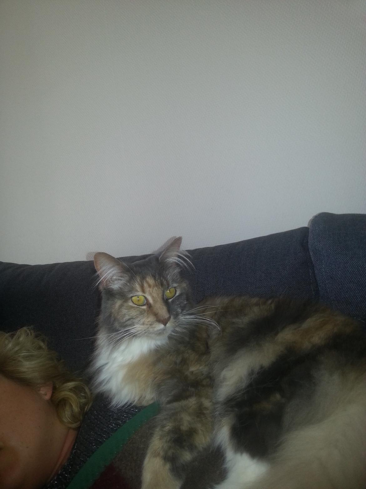 Maine Coon Elly billede 4