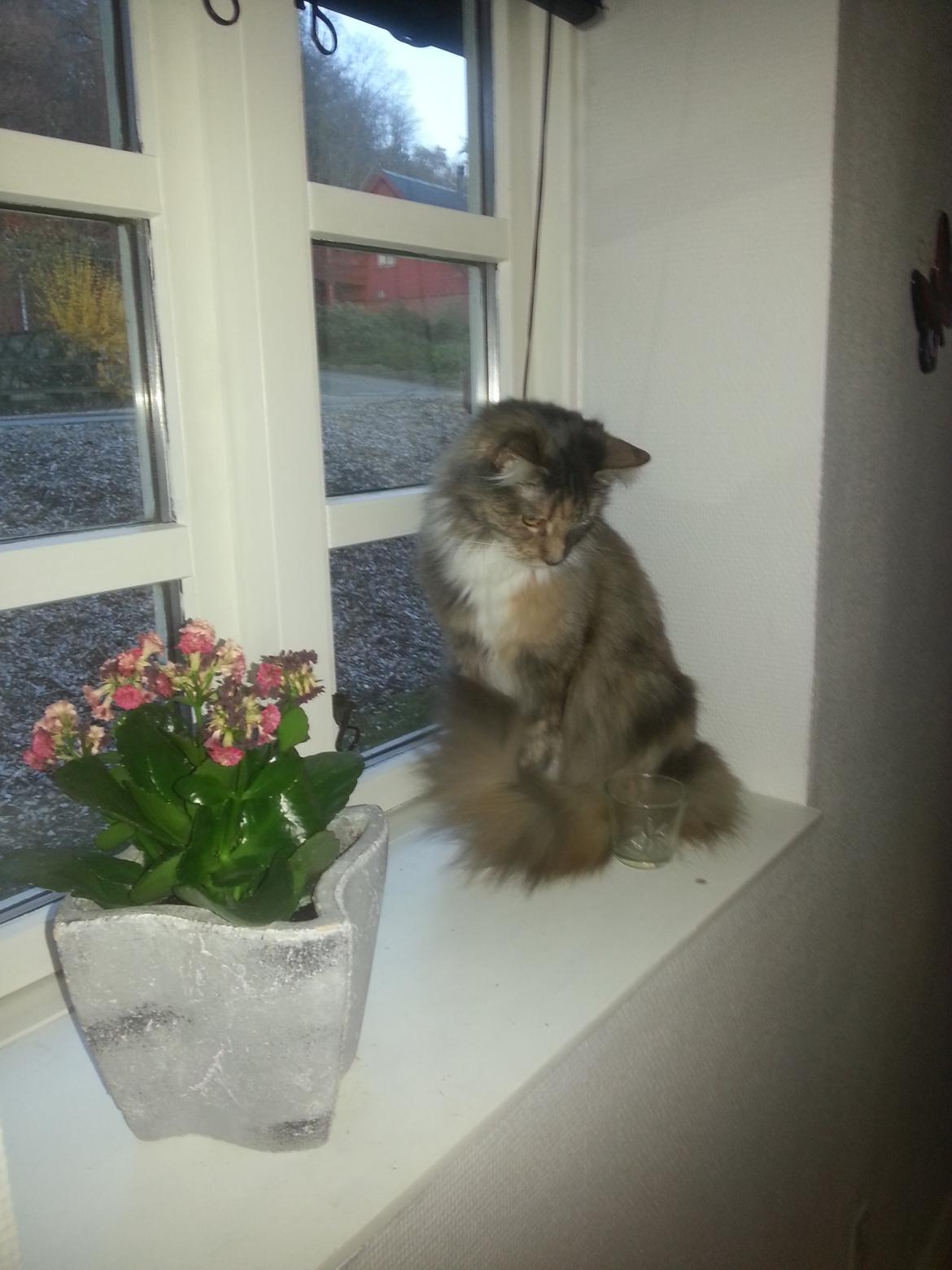 Maine Coon Elly billede 5