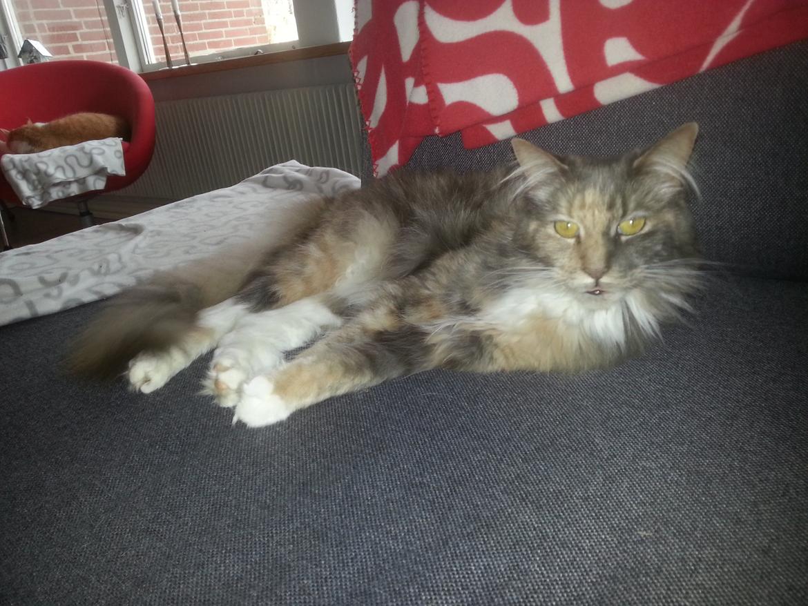 Maine Coon Elly billede 3