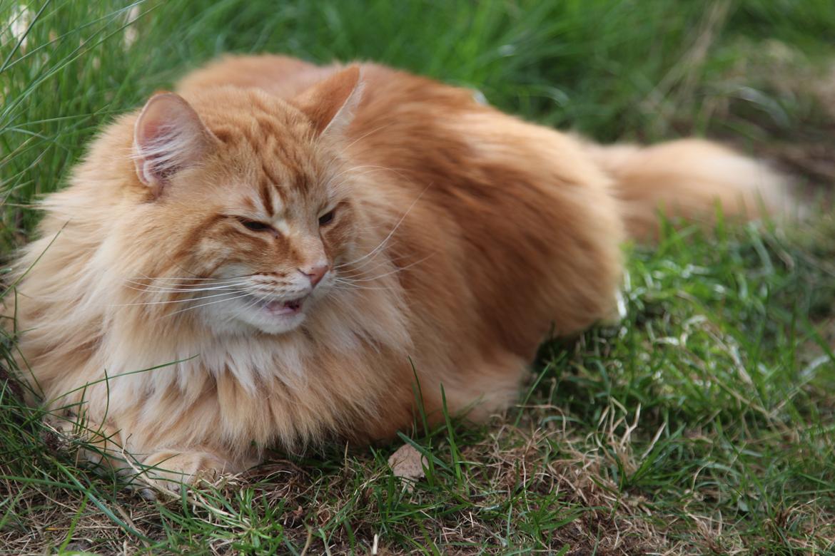 Norsk Skovkat Chat Woods Pipii - 17-04-2014 billede 13