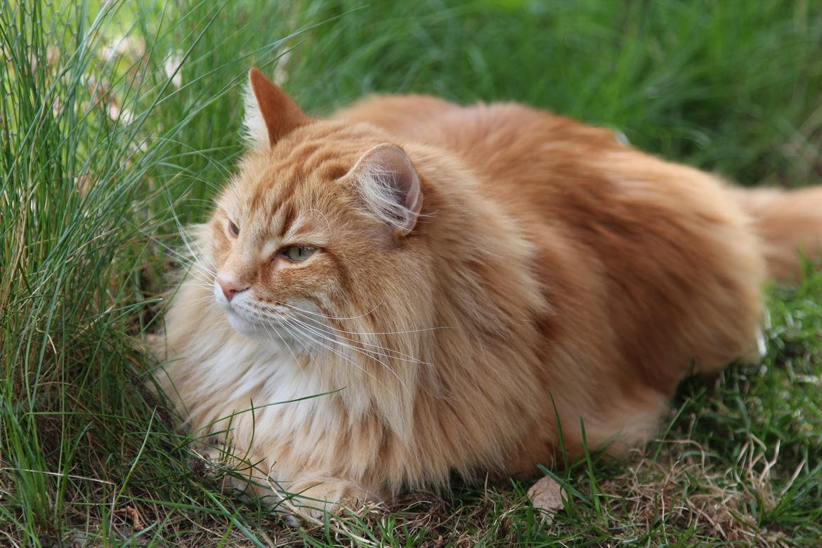 Norsk Skovkat Chat Woods Pipii - 17-04-2014 billede 17