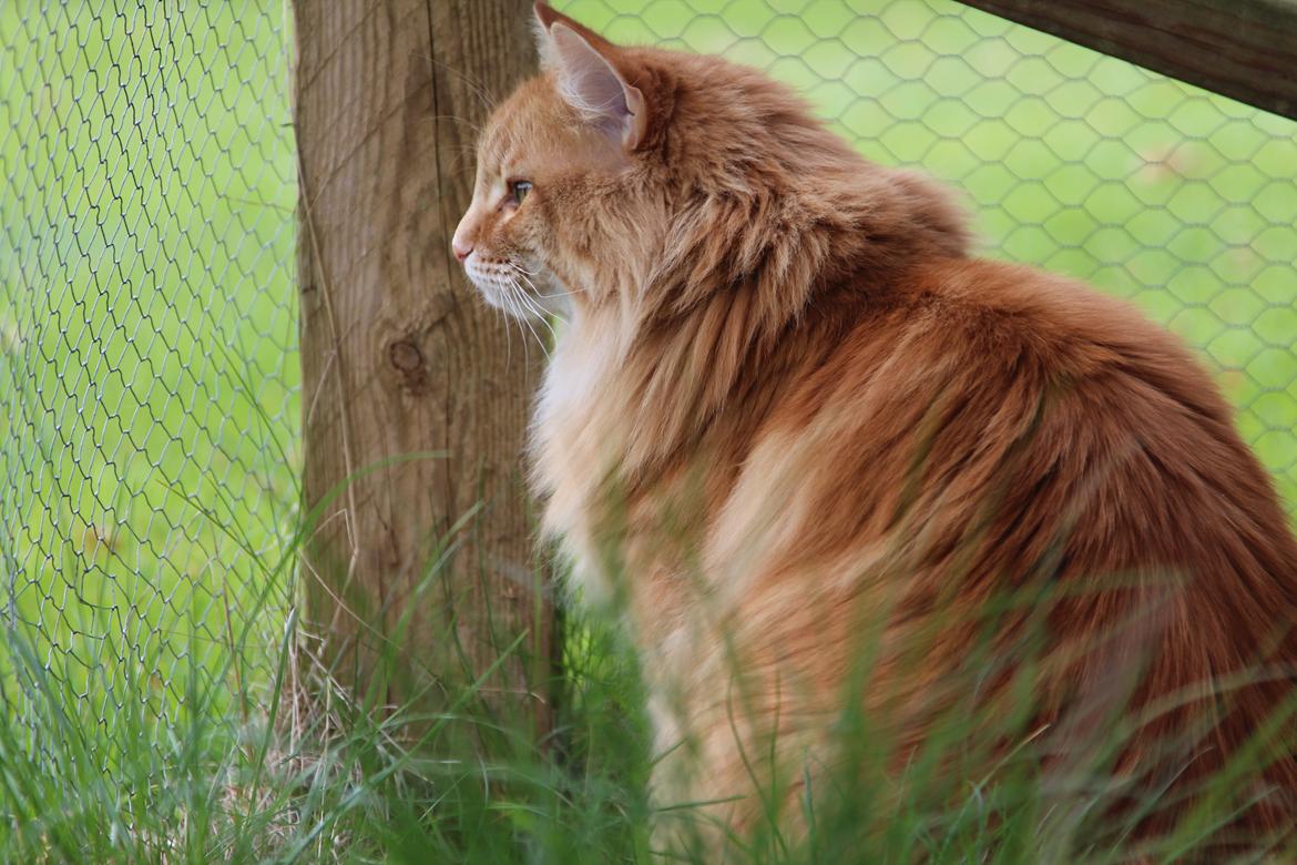 Norsk Skovkat Chat Woods Pipii - 17-04-2014 billede 8