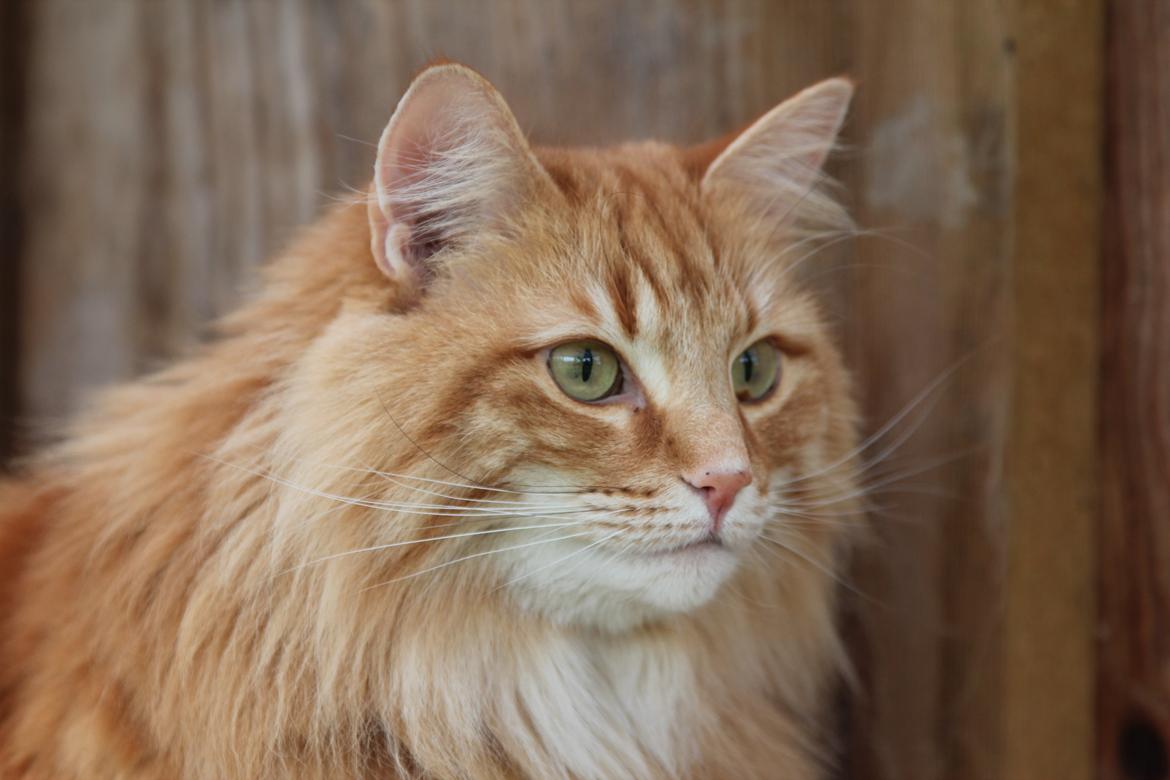 Norsk Skovkat Chat Woods Pipii - 17-04-2014 billede 12