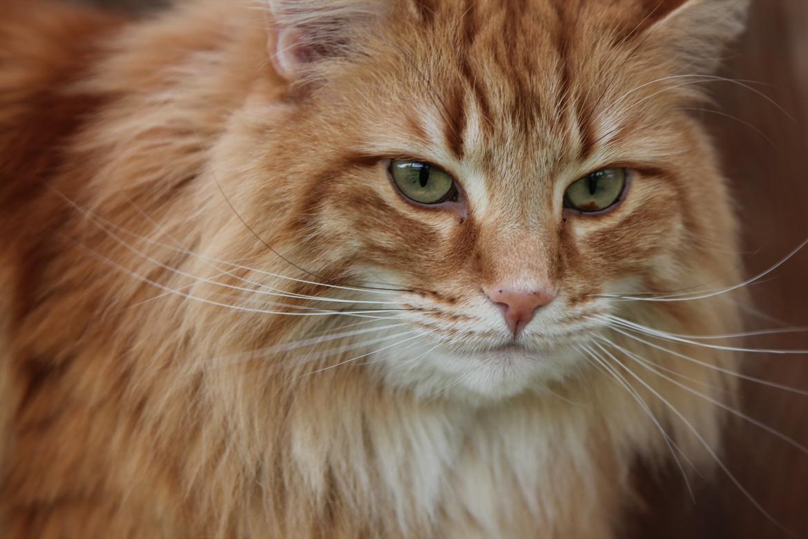 Norsk Skovkat Chat Woods Pipii - Velkommen! billede 1