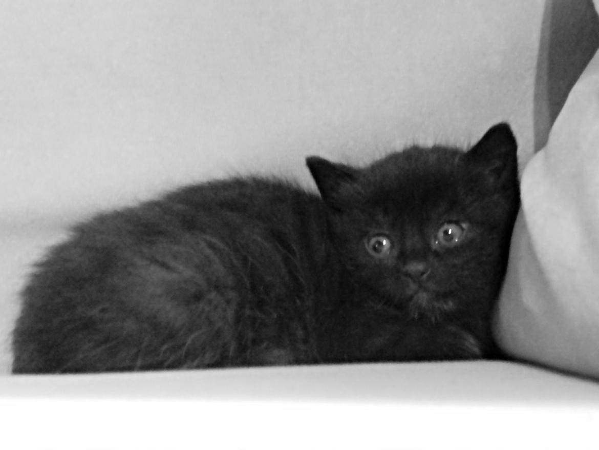 Huskat Nachos - Nachos 4-5 uger gammel. billede 9